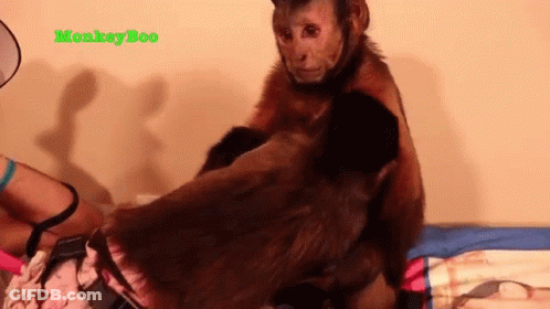 A Monkey Is Sitting On Top Of A Person 'S Shoulder . GIF