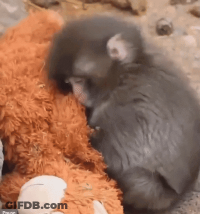 A Monkey Is Sleeping On An Orange Stuffed Animal GIF