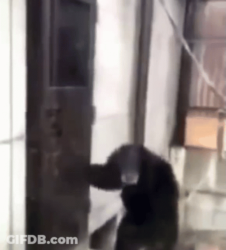 A Monkey Is Standing In A Room Next To A Door . GIF