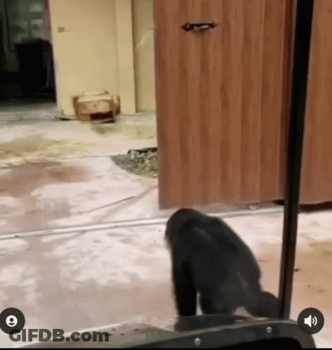 A Monkey Is Standing In Front Of A Wooden Door With The Letter E On The Bottom Right GIF