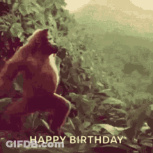 A Monkey Is Standing In The Jungle With The Words `` Happy Birthday '' Written Below It . GIF