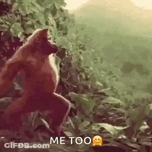 A Monkey Is Standing In The Jungle With The Words `` Me Too '' Written On It . GIF