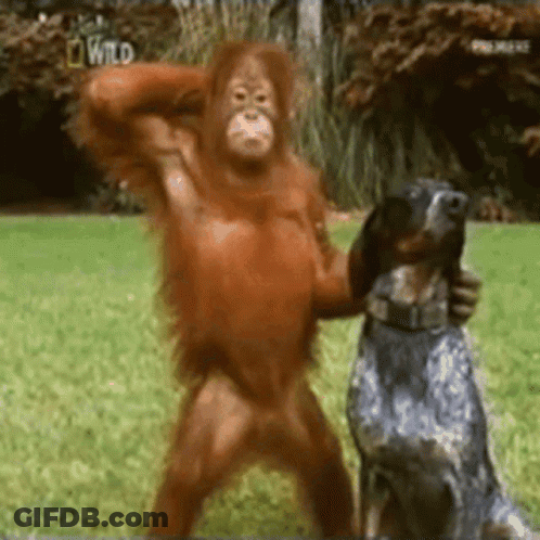 A Monkey Is Standing Next To A Dog With The Word Wild On The Bottom GIF