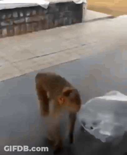 A Monkey Is Standing Next To A Plastic Bag On The Ground GIF
