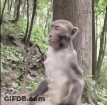A Monkey Is Standing Next To A Tree In A Forest . GIF