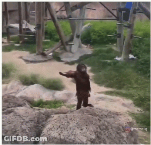 A Monkey Is Standing On A Rock In A Jungle GIF