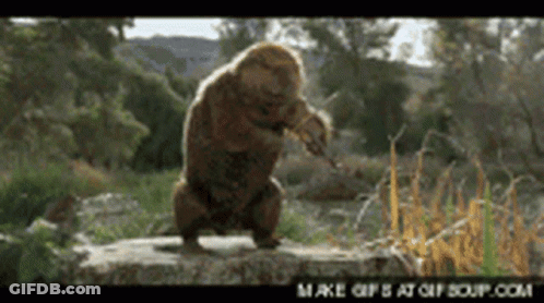 A Monkey Is Standing On A Rock In The Woods GIF