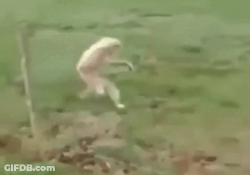 A Monkey Is Walking Across A Grassy Field . GIF
