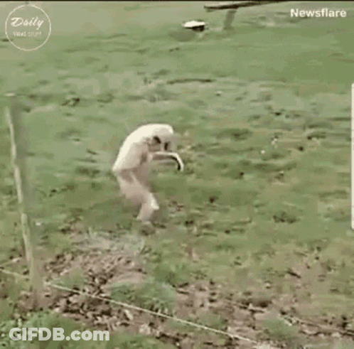 A Monkey Is Walking Across A Grassy Field With Its Arms Outstretched . GIF