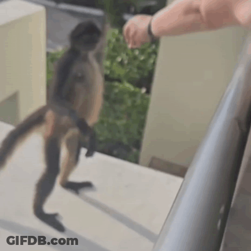 A Monkey Is Walking Down The Stairs Next To A Man . GIF