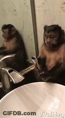 A Monkey Is Washing Its Hands In A Bathroom Sink And Looking At Itself In The Mirror . GIF
