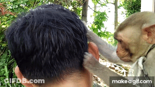 A Monkey Scratching A Man 'S Head With A Make A Gif.com Watermark GIF