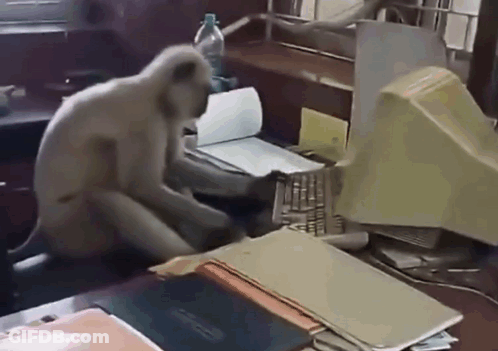 A Monkey Sits At A Desk With A Computer Monitor GIF