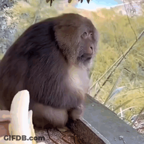 A Monkey Sitting Next To A Banana On A Ledge GIF