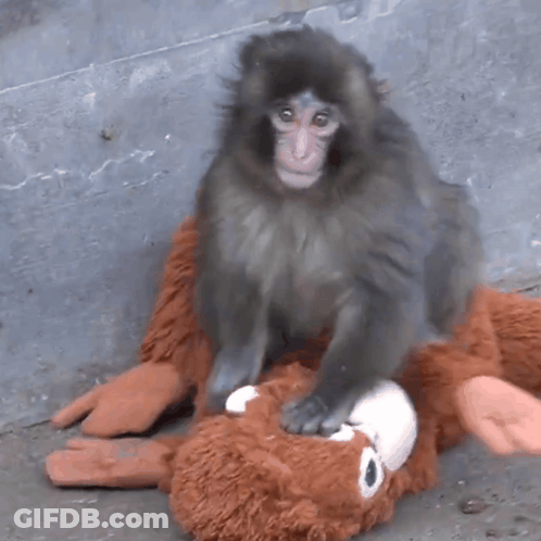 A Monkey Sitting On Top Of A Stuffed Monkey GIF