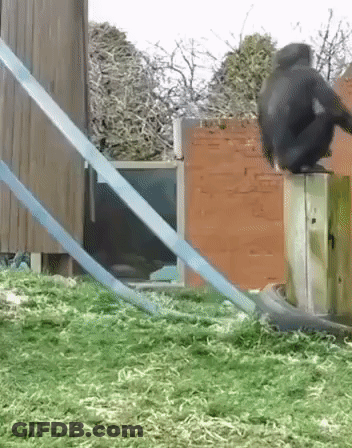 A Monkey Sitting On Top Of A Wooden Post With A Blue Rope Behind It GIF