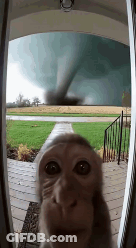 A Monkey Standing In Front Of A Door Looking At A Tornado GIF