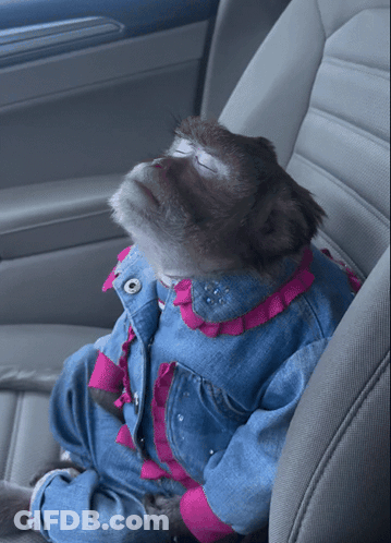 A Monkey Wearing A Denim Jacket And Pink Ruffles Is Sitting In A Car Seat GIF