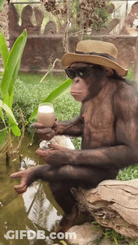 A Monkey Wearing A Hat And Sunglasses Holds A Glass GIF