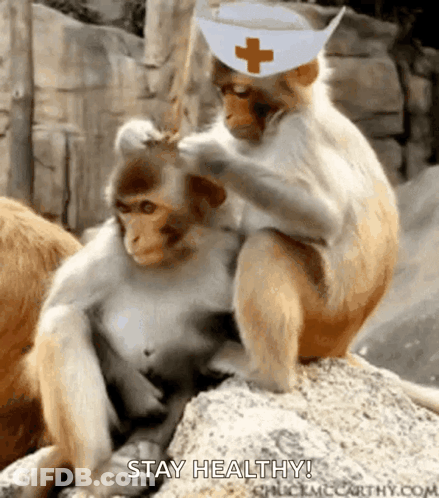 A Monkey Wearing A Nurse 'S Hat Is Petting Another Monkey 'S Head GIF