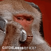 A Monkey Wearing Headphones Is Talking On A Cell Phone And Says `` Hello ? Ice ? '' GIF