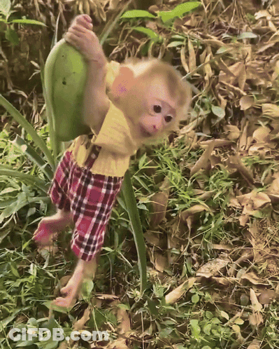 A Monkey Wearing Plaid Shorts And A Yellow Shirt Is Carrying A Green Fruit GIF