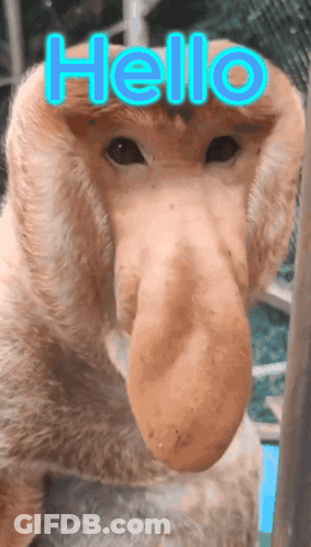 A Monkey With A Big Nose Says Hello In Blue GIF
