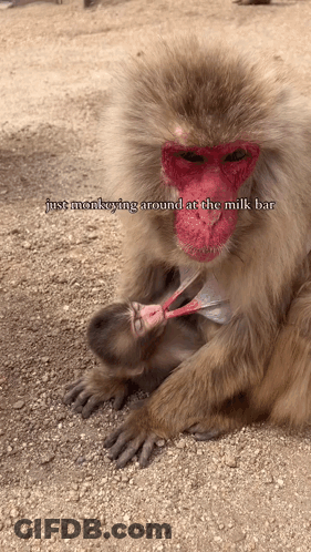 A Monkey With A Red Face Is Nursing A Baby Monkey GIF