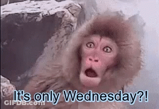 A Monkey With A Surprised Look On Its Face Says It 'S Only Wednesday GIF