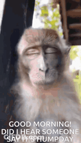 A Monkey With Its Eyes Closed And The Words `` Good Morning Did I Hear Someone Say It 'S Humpday '' GIF