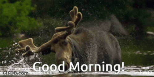 A Moose Is Splashing In The Water And The Words Good Morning Are Below It GIF
