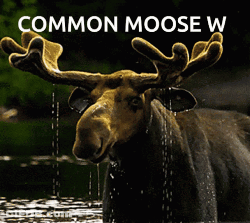 A Moose Is Standing In The Water With The Words Common Moose W On The Bottom GIF