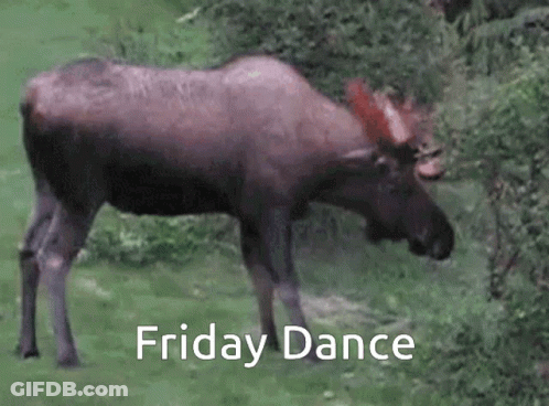 A Moose Is Walking Through A Grassy Field With The Words Friday Dance Written Above It . GIF