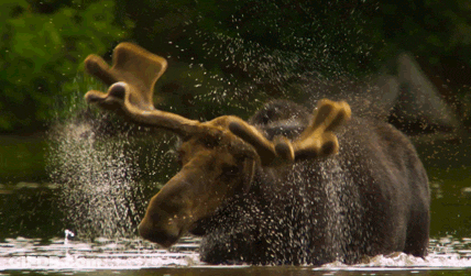 A Moose Splashing In A Body Of Water GIF