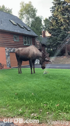 A Moose Standing In Front Of A House Eating Grass GIF