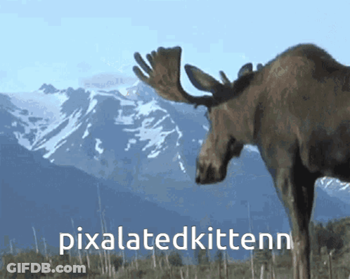 A Moose Standing In Front Of A Mountain With The Words Pixelatedkittenn Below It GIF