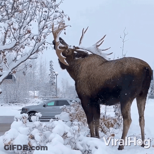 A Moose Standing In The Snow With Viralhog Written On The Bottom Left GIF