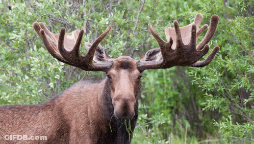 A Moose With A Lot Of Antlers Standing In A Forest GIF