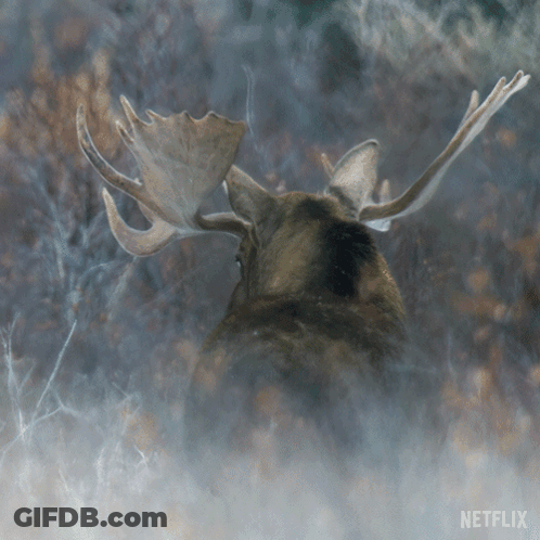 A Moose With A Netflix Logo On The Bottom Left GIF