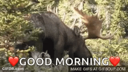 A Moose With Antlers Is Standing In The Woods . GIF