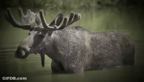 A Moose With Antlers Is Swimming In A Lake . GIF