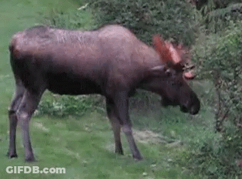 A Moose With Red Antlers Is Grazing In A Field . GIF