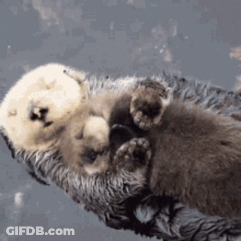 A Mother Otter Is Holding Her Baby Otter In Her Arms While Floating In The Water . GIF