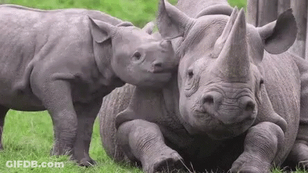 A Mother Rhinoceros And Her Baby Rhinoceros Are Standing Next To Each Other In The Grass . GIF