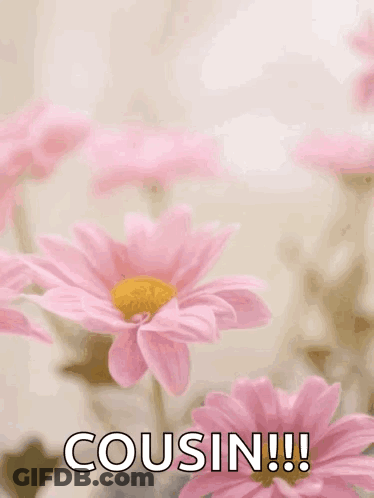 A Mother 'S Day Card With Pink Flowers And The Words " Happy Mother 'S Cousin !!! " GIF