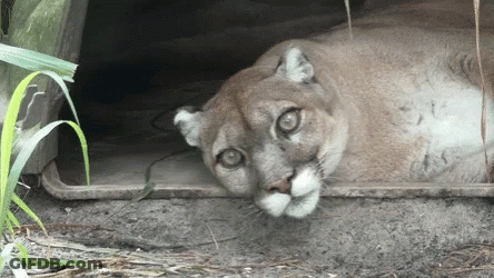 A Mountain Lion Is Laying In The Dirt Looking At The Camera GIF