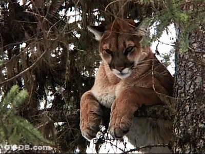 A Mountain Lion Is Sitting On A Tree Branch With The Letters Ewf Visible In The Background GIF