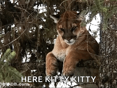 A Mountain Lion Is Sitting On A Tree Branch With The Words Here Kitty Kitty Written Below It . GIF