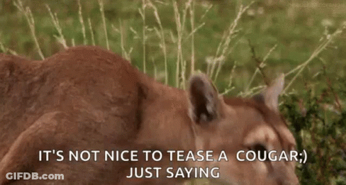 A Mountain Lion Is Standing In The Grass And Says It 'S Not Nice To Tease A Cougar . GIF