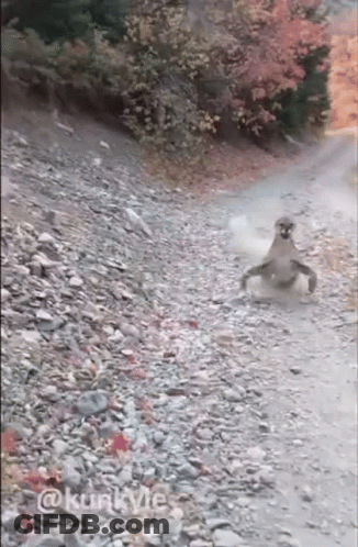 A Mountain Lion Is Walking Down A Rocky Road In The Woods . GIF